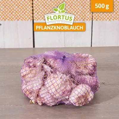 Artikelbild 5 von 'Winterpflanzknoblauch Morado' aus der Kategorie Pflanzknoblauch