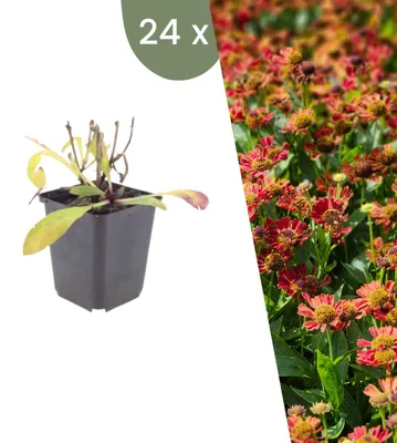 Produktbild von Plants by Frank | 24 Sonnenbraut 'Moerheim Beauty' Pflanzen | Helenium 'Moerheim Beauty' | Stauden | Winterhart | Mehrjährig | Gartenpflanzen