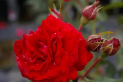 Produktbild von Rosa Nina Weibull® - Beetrose - Poulsen Rose