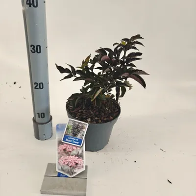 Produktbild von Sambucus nigra Black Tower ('Eiffel 1'PBR) - Holunder | 30-40 cm im Topf
