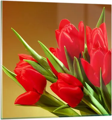 Produktbild von Bilder auf glas - Tulpen Blumen Feld Plantage - 50x50cm - Glasbilder - Wandbilder - Kunstdruck - zum Aufhängen bereit - Wanddekoration aus Glas - Glas Bilder - Wandbild auf Glas - GAC50x50-0962