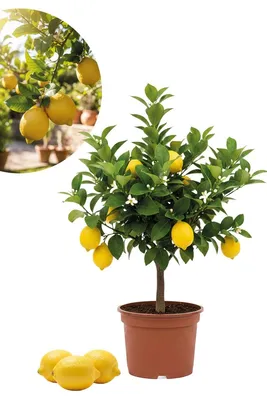 Produktbild von Enseleits Zitronenbaum - Citrus Limon