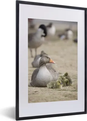 Produktbild von MuchoWow® MuchoWow® Gerahmtes Poster Gans - Familie - Küken 40x60 cm - Poster mit zchwarzem Bilderrahmen - Poster in Rahmen