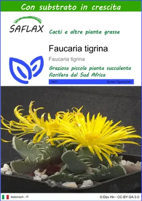 Immagine prodotto di SAFLAX  - Faucaria tigrina - 40 semi - Con substrato - Faucaria