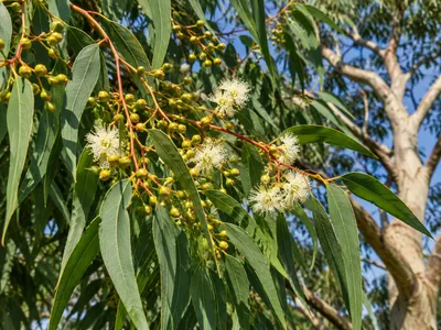 Produktbild von SaatPilot Corymbia citriodora 100 Samen Zitronekalyptus