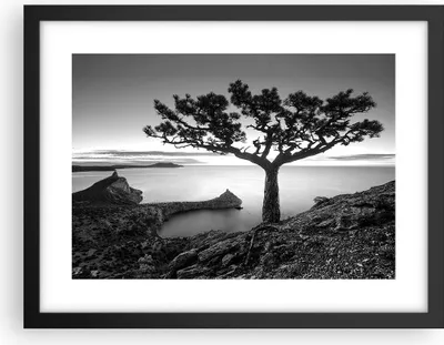 Produktbild von Gerahmtes Poster - Schwarzer Rahmen - Baum Schwarzweiß Ansicht - 40x30 cm - Wand Bild - Wanddeko - Wandbilder - Wandposter - Bilderrahmen - Bilder - Kunstdruck - Wandbild - P2BAA40x30-4297