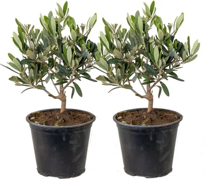 Produktbild von Bloomique - 2er Set - Olea Europaea - Olivenbaum Echt - Gartenpflanzen Winterhart - Höhe 20-30 cm - Topf 14 cm