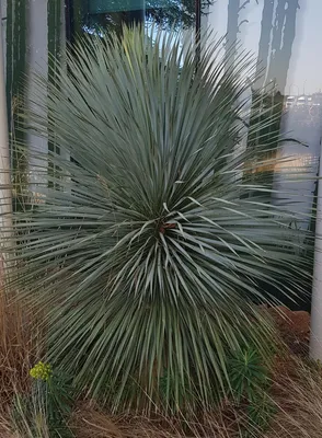 Image de Yucca rostrata 'Sapphire Skies'® / Yucca Bleu