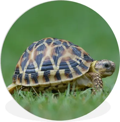 Produktbild von MuchoWow® Rundes Wandbild - Runde Bilder Schildkröte im Gras Ø 90 cm Kreis Wanddekoration Kunststoff - Wandkreis - Wandschmuck - Wand-Kreis - Wohnzimmer - Bild - Runde - Wanddeko - Dibond - Kunstdrucke