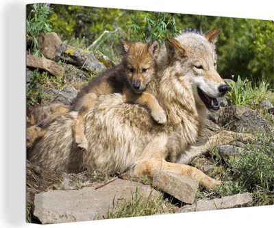 Produktbild von OneMillionCanvasses® - Leinwandbilder - 140x90 cm, Wolf - Jungtier - Tier, Wandbilder Kunstdruck Wanddekoration