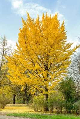 Produktbild von Ginkgo / Fächerblattbaum - Ginkgo biloba im 3 Liter Topf mit 60.-80cm