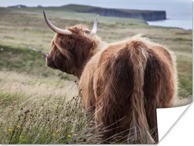 Produktbild von MuchoWow® Poster Schottische Highlander - Natur - Meer 120x90 cm - Wandbild