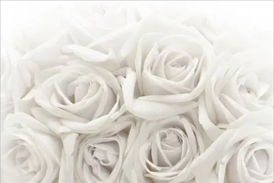 Produktbild von Fototapete Blumen - Vliestapete - Bildtapete UV-beständig Rose weiss Motiv Wandtapete geruchsfrei