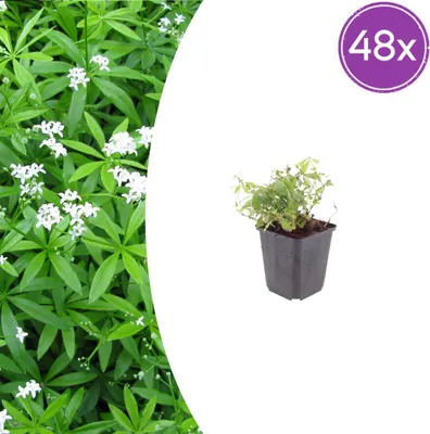 Immagine prodotto di Galium odoratum | 48 pezzi - 10-25cm - Ø9cm - Pianta da giardino