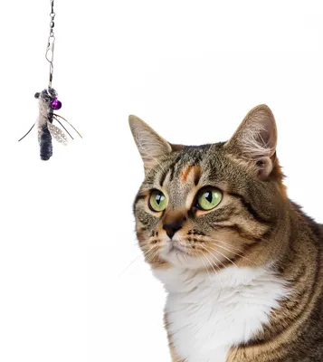 Produktbild von Spielanhänger für Katzenangel · kleine Libelle Katzenspielzeug · ca. 5,5 x 1 x 1 cm · schwarz