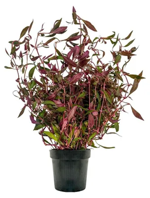 Produktbild von Mutterpflanze Aquarium Pflanze Alternanthera rosaefolia AquaOne Nr.323L XL