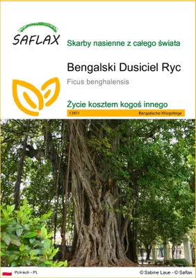 Zdjęcie produktu dla SAFLAX - Bengalski Dusiciel Ryc - 20 Nasiona - Ficus benghalensis
