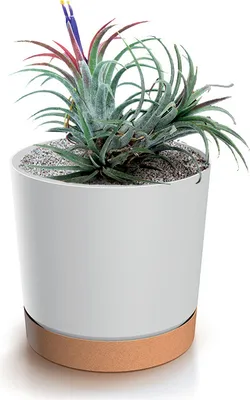 A potted plant with a blue and purple flower in a white pot with a brown base.