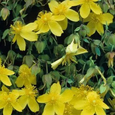 Obrázok produktu pre 2 x ľubovník bodkovaný - Hypericum densiflorum 'Buttercup' | 30-40 cm v nádobe