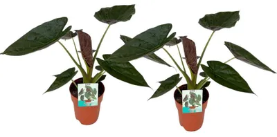 Produktbild von Alocasia Wentii | 2 Stück - 75-85cm - Ø19cm - Zimmerpflanze - Immergrün - Multideal