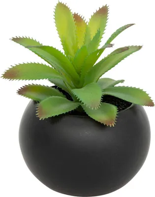 Produktbild von Fettpflanze im topf h13 - Atmosphera créateur d'intérieur