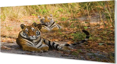 Produktbild von Glasbilder 125x50 Wandkunst Tigers