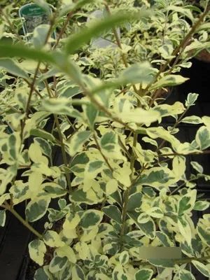 Produktbild von Ligustrum ibota Musli (R) - Bewimperter Liguster Musli (R)
