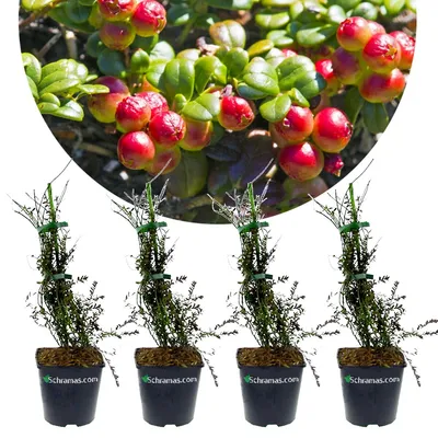 A close-up of cranberries on a bush, with four potted cranberry plants below.