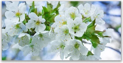 Produktbild von Tulup Leinwand-Bilder 140x70 Wandbild Canvas Kunstdruck Blumen Blätter Pflanzen