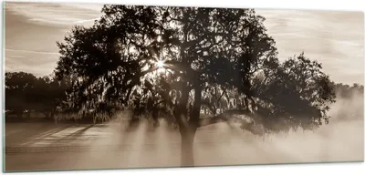 Produktbild von Bilder auf glas - Baum Feld Natur - 100x40cm - Glasbilder - Wandbilder - Kunstdruck - zum Aufhängen bereit - Wanddekoration aus Glas - Glas Bilder - Wandbild auf Glas - Einteilig - GAB100x40-3811