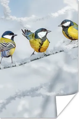 Produktbild von MuchoWow® Poster Vogel - Kohlmeise - Winter - Schnee - Zweige 120x180 cm - Kunstposter
