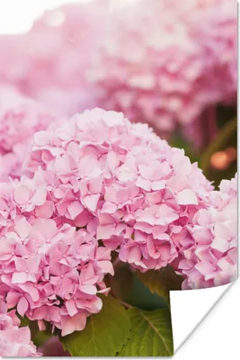 Produktbild von MuchoWow® Poster Busch - Blumen - Rosa - Hortensie 40x60 cm - Plakate für die Wand - Poster Babyzimmer