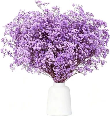 Produktbild von Getrocknete Gypsophila, 43 cm, über 3500 lila Blüten, natürliche Trockenblumen für DIY Kränze