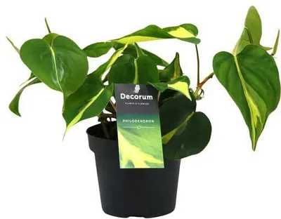 Zdjęcie produktu dla Roslina doniczkowa przyjazna drzewom - filodendron Brasil Scandens, srednica