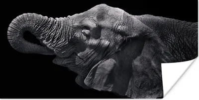 Produktbild von MuchoWow® Poster Elefant mit Rüssel im Mund in schwarz-weiß 160x80 cm - Foto Poster