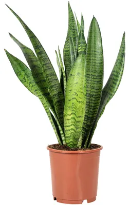 Produktbild von Bogenhanf - pflegeleichte Zimmerpflanze, Sansevieria zeylanica - Höhe ca. 45 cm, Topf-Ø 14 cm