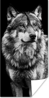 Produktbild von MuchoWow® Poster Wolf - Tiere - Wild - Schwarz - Weiß 20x40 cm - Plakat - Foto