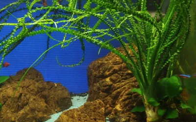 Produktbild von Aquarium Pflanze Crinum calamistratum Tropica Nr.094A Wasserpflanzen