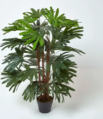 Produktbild von HOMESCAPES Steckenpalme Kunstpflanze im Topf - 120 cm