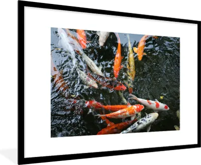 Produktbild von MuchoWow® Gerahmtes Poster Eine große Gruppe von Koi-Karpfen 90x60 cm - Poster mit Schwarzem Bilderrahmen Wandposter Rahmen Foto Bilder - Wanddekoration - Fotos
