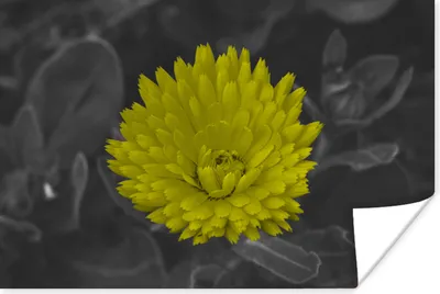Produktbild von MuchoWow® Poster Blumen - Aquarell - Löwenzahn 120x80 cm - Bilder
