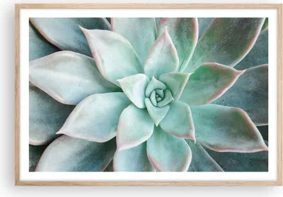 Produktbild von Gerahmtes Poster - Rahmen in heller Eiche - Blau Blätter Agave - 91,5x61 cm - Wand Bild - Wanddeko - Wandbilder - Kunstposter - Wandposter - Bilderrahmen - Bilder - Kunstdruck - P2NAA91x61-4628