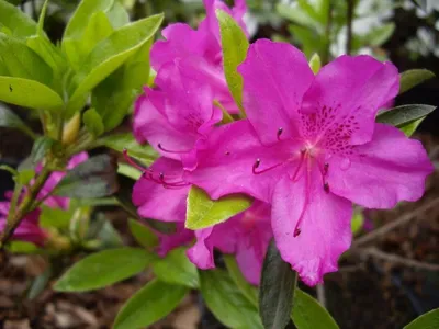 Produktbild von Japanische Azalee Blaue Donau - Syn. Blue Danube - Rhododendron obtusum - 30-40cm