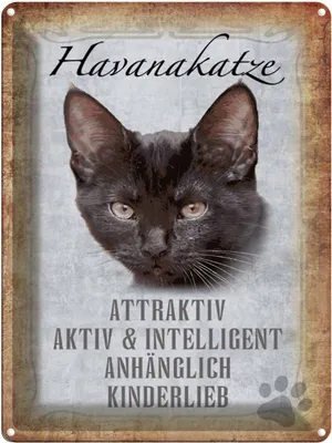 Produktbild von vianmo Blechschild 40x30 cm Havanakatze kinderlieb Katze