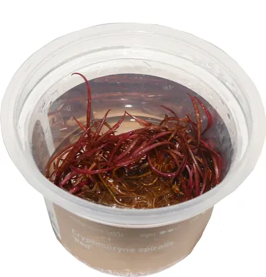 Produktbild von Cryptocoryne spiralis 'Red' In-Vitro Cup algen- und schneckenfrei