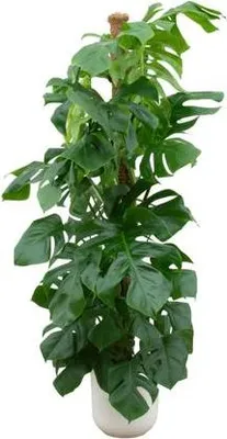 Zdjęcie produktu dla Liść monstery perforowanej (Monstera pertusum) Ø 26 cm ↕ 150 cm – roślina doniczkowa XL w białej doniczce