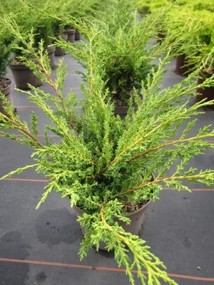 Produktbild von Juniperus chinensis Blaauw - Blauer chinesischer Wacholder - 30-40