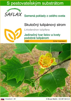 Obrázok produktu pre SAFLAX - Skutočný tulipánový strom - Liriodendron tulipifera - 20 Semená - S pestovateľským substrátom bez klíčkov