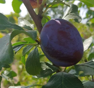 Produktbild von Haganta (S) Pflaumenbaum - Buschbaum Topfballen (Versandzeit: ganzjährig)