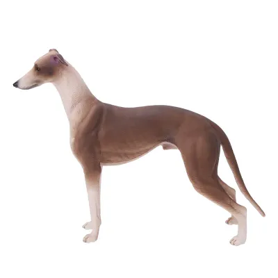 Produktbild von Greyhound Modell,Greyhound Modell Spielzeug,Simulation Greyhound Modelle,Simulation Greyhound Dekoration,Greyhound Modelle Ornamente